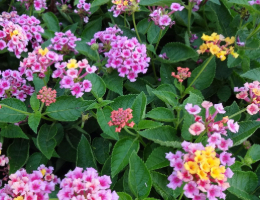 Lantana-Bandana series.jpg thumbnail